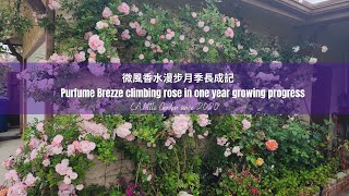 Perfume Breeze climber rose 長成記