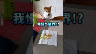 オヤツを貰えると思いお座りをして待っていたが、我慢できずに動き出す柴犬が可愛い❤#shorts#dog#犬#愛犬#柴犬#わんこ#いぬ#いっぬ#犬のいる生活#犬のいる暮らし#犬動画#犬好き#わんちゃん