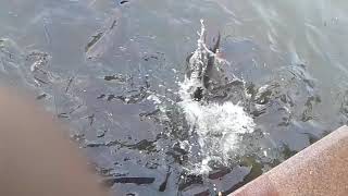 Fishes at Khirogram Ma Jogadya temple