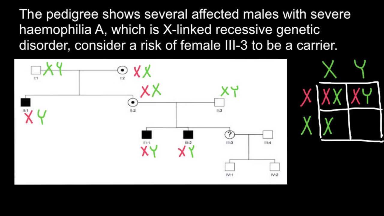 Bayesian Analysis Of Pedigrees - YouTube