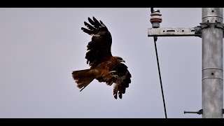 2024年6月8日電線で羽を休めるトンビと飛行機雲