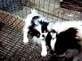 日本狆japanese chin baron u0026alan ～天倫之樂