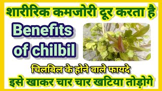 Chillbil Benefits//चिलबिल के फायदे//