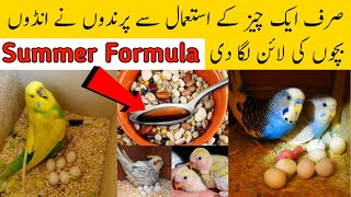 Summer breeding formula | australian parrots breeding formula | budgies,Lovebirds breeding formula