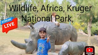 Wildlife, Africa, Kruger National Park, Rhino Bull, Rhino Attack Cars, Angry Rhino, 🦏😭