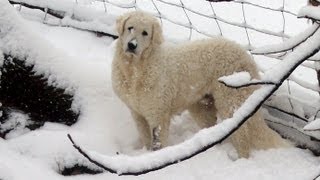 Hand games with Zsiga the Kuvasz