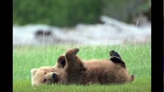 Photographing Brown Bears