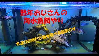 熟年おじさんの海水魚水槽　餌やり