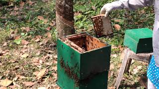 റാണി ഇല്ലാത്ത തേനീച്ച കോളനി - ഭാഗം 2.How to save a honey bee Colony without queen - part 2