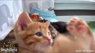 Captain Barracuda's kitten superpower is cuteness - TinyKittens.com