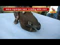 pangolin rescued in jeypore one arrested nandighoshatv