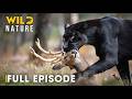 Shadow Predators (FULL EPISODE) | The Most Brutal Fight for Survival | Animal documentary