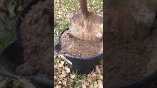 How to grow fig, citrus, paper shell pecan trees from cuttings P1 Cheap Mans Way