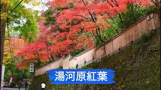 湯河原紅葉