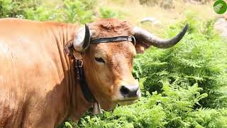 Portuguese Arouquesa Cattle In The Mountains - cow sounds