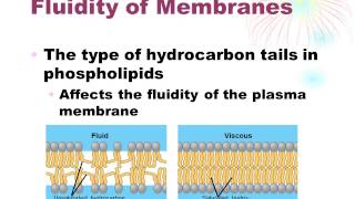Chapter 7 Membrane Structure and Function Part 1