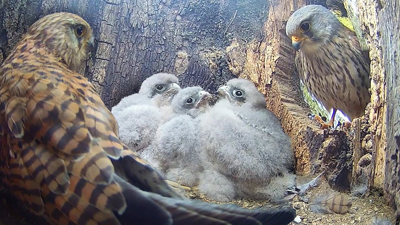 Kestrels Face Tough Decisions To Ensure Chicks Survive