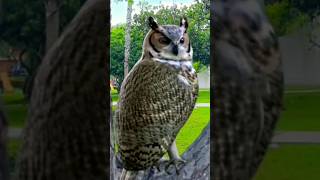 Great grey owl call | big owl sounds #bird #nature