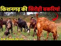 See Sirohi goats of Kishangarh || SK Goat Farm Kishangarh Ajmer || Sirohi Goat Farming Sirohi Bakri