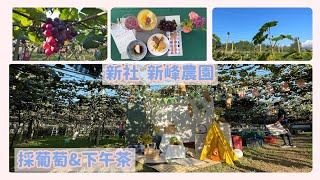 新社《新峰農場葡萄園》下採葡萄吃下午茶/半日遊/昇和香菇農園看木耳/阿婆杏包菇