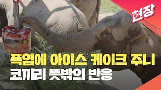 “아이스 과일 케이크 시키신 분?”…여름나기 특별식에 코끼리 ‘함박웃음’ [현장영상]  / KBS 2023.08.03.