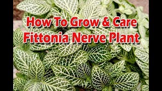 Best Care Tips About House Plant Fittonia \u0026 How To Grow?