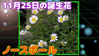 11月25日の誕生花 ノースポール どんな花？あなたに送る花言葉は?