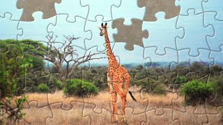 A Giraffe Jigsaw Puzzle Timelapse | Assembling Adventures