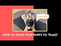 How to teach puppy to place