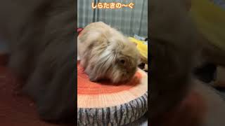 毎回突撃するひまわりちゃん#うさぎ #うさぎのいる暮らし #かわいい #rabbit #アメリカンファジーロップ