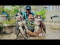 ALHAMDULILLAH Ali ko Siberian Husky k puppies 🐶 dilwa deye 😱 || papa my surprise deya 😳 ||