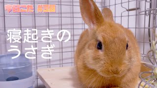 子うさぎの日常🐰 今日こた #30 「寝起きのあくびを狙って…」ネザーランドドワーフの赤ちゃんうさぎ #vlog