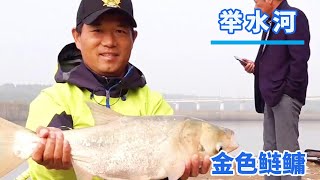 Golden silver carp and bighead carp in Jushui River