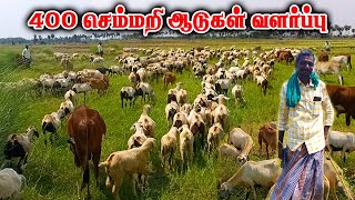 400 செம்மறி ஆடுகள் வளர்ப்பு | Semmari aadu valarpu | Semmari aadu sale | aadu valarpu | aadu sale