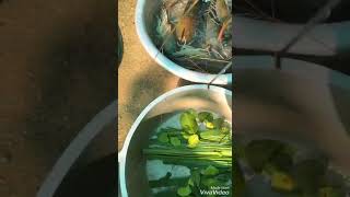 បង្កងដុតអំបិលម្ទេស