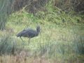 holt fleet glossy ibis