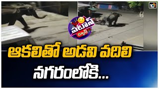 ఆకలితో అడవి వదిలి నగరంలోకి | Hungry wild elephant swims across Brahmaputra river | Patas News | 10TV