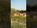 Goats arriving from grazing #pastures #goatvideo #shorts #agriculture #boergoat #agriculture