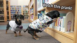 Ep #5: The Dogs Go to The Library! - Cute & Funny Dachshund Video!