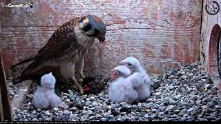 American Kestrel Chick Upended During Feeding – June 21, 2018