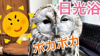 陽のあたるテラスで日光浴するのフクロウ達 [Owls who sunbather on the sunny terrace]