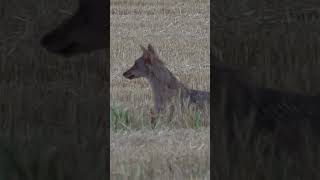 Angry coyote! #wildlife #easterncoyote #hunting #coyote #hunt #puppy #animal