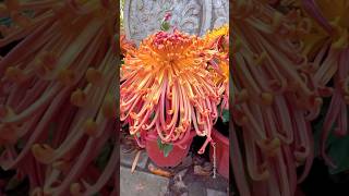 beautiful chrysanthemum flower varieties