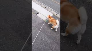 側溝の中に獲物を見つけた♀の元へ走り匂いを嗅ぐ♂柴犬 #Shorts