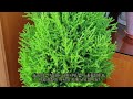 율마 wilma 건강하게 키우는 방법_how to grow monterey cypress wilma healthy