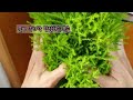 율마 wilma 건강하게 키우는 방법_how to grow monterey cypress wilma healthy