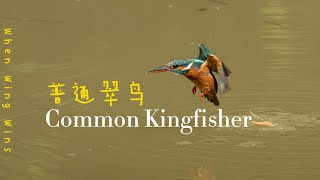 [4K] Common Kingfisher 普通翠鸟