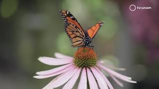 Migración de especies: el increíble viaje de la mariposa monarca