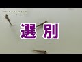 一回目　選別と手順　令和3年らんちゅう成長記録