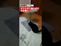 【猫動画】テンション爆上がりな猫 shorts